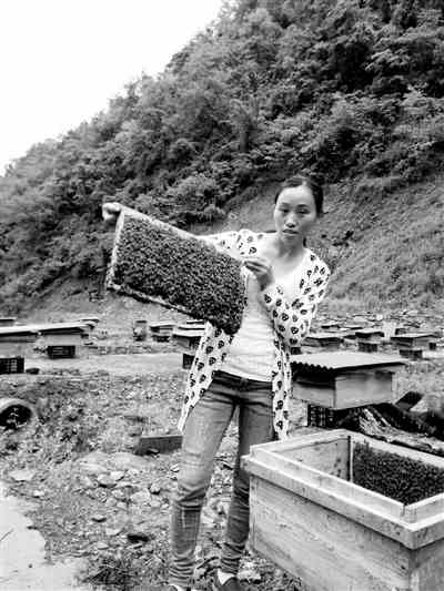自学养蜂技术从一箱发展到600箱 她带着贫困户一起脱贫